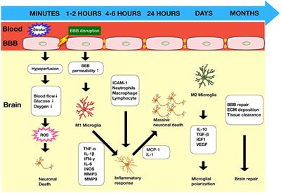 Adaptive Immunity Regulation and Cerebral Ischemia